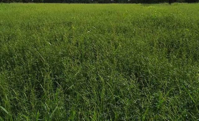 Área de terra com 20 hectares com 80 de pasto - Foto 3