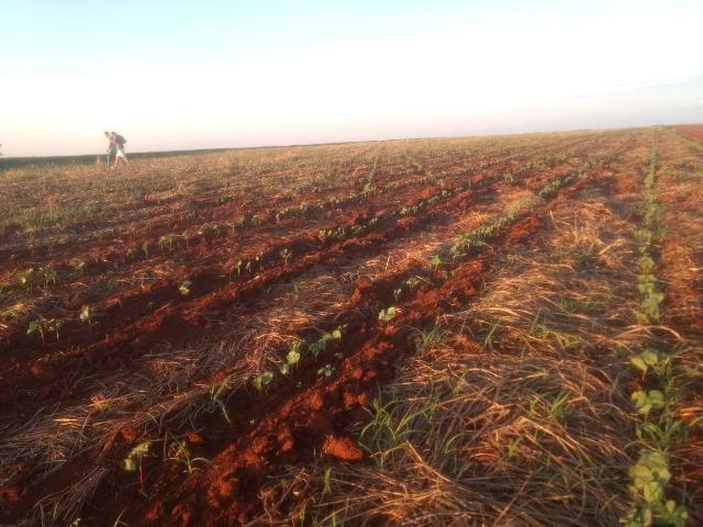 Alugo Fazenda p Arrendamento no Ms 1000 há - Foto 14