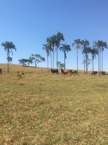 Fazenda caruru Valor R$ 1,400,000 - Foto 18