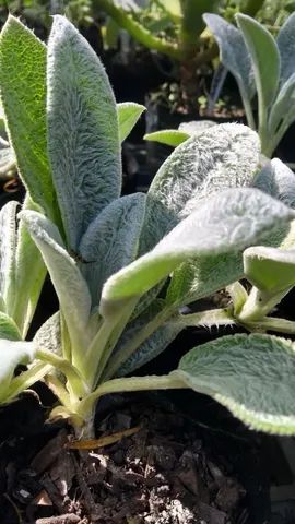 MUDAS DE TEMPEROS VARIADOS  - Foto 4