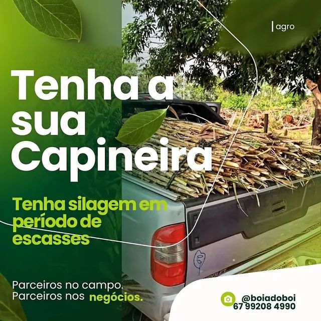 Mudas Capiaçu Original Embrapa