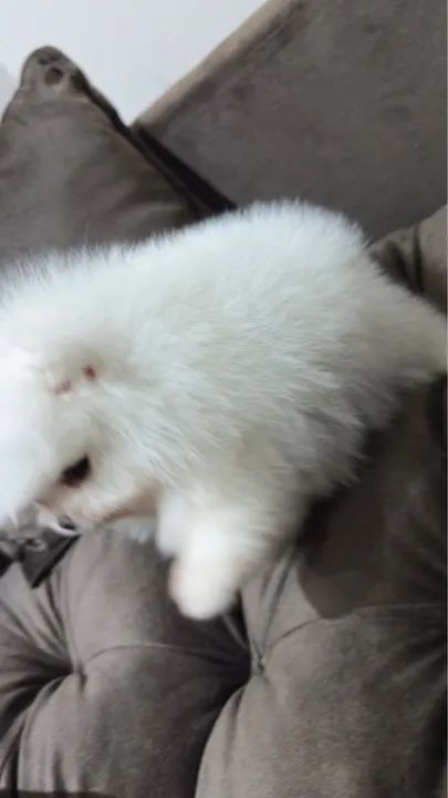 Spitz Alemão anão macho - Foto 2