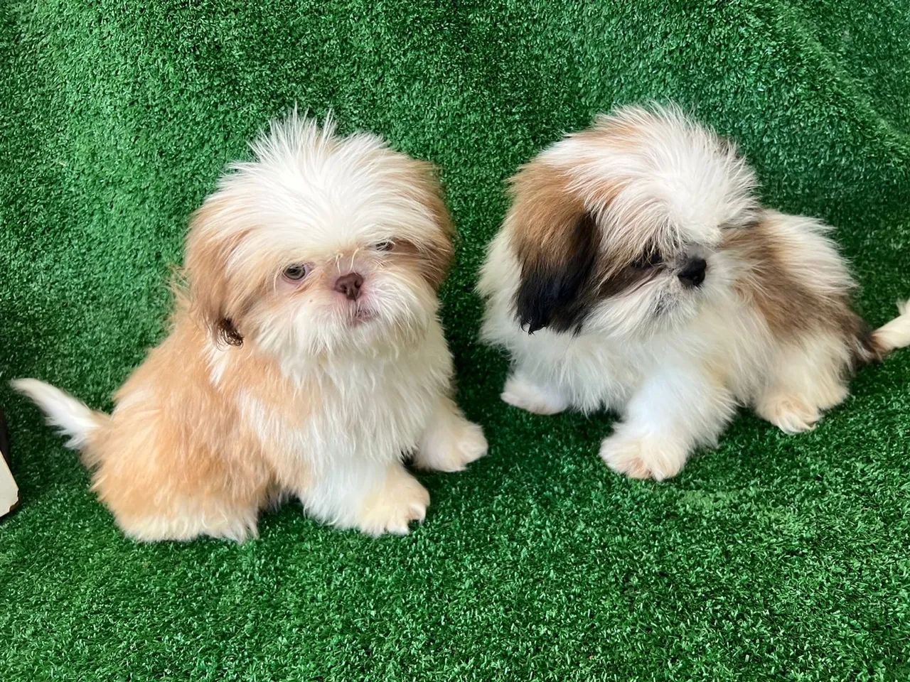 Shih tzu companheiro fiel e aconchegante 