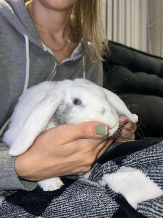 Coelhinha mini loop adulta fofinho para adoção - Foto 4