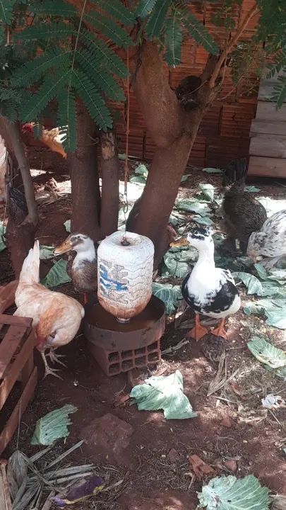 Ovos de galinha caipira - Foto 4