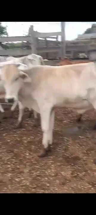 12 bezerros  - Foto 5