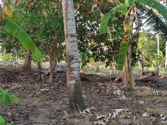 Sítio no Povoado Aguada - Carmópolis -SE. Local tranquilo e próximo de tudo. - Foto 5