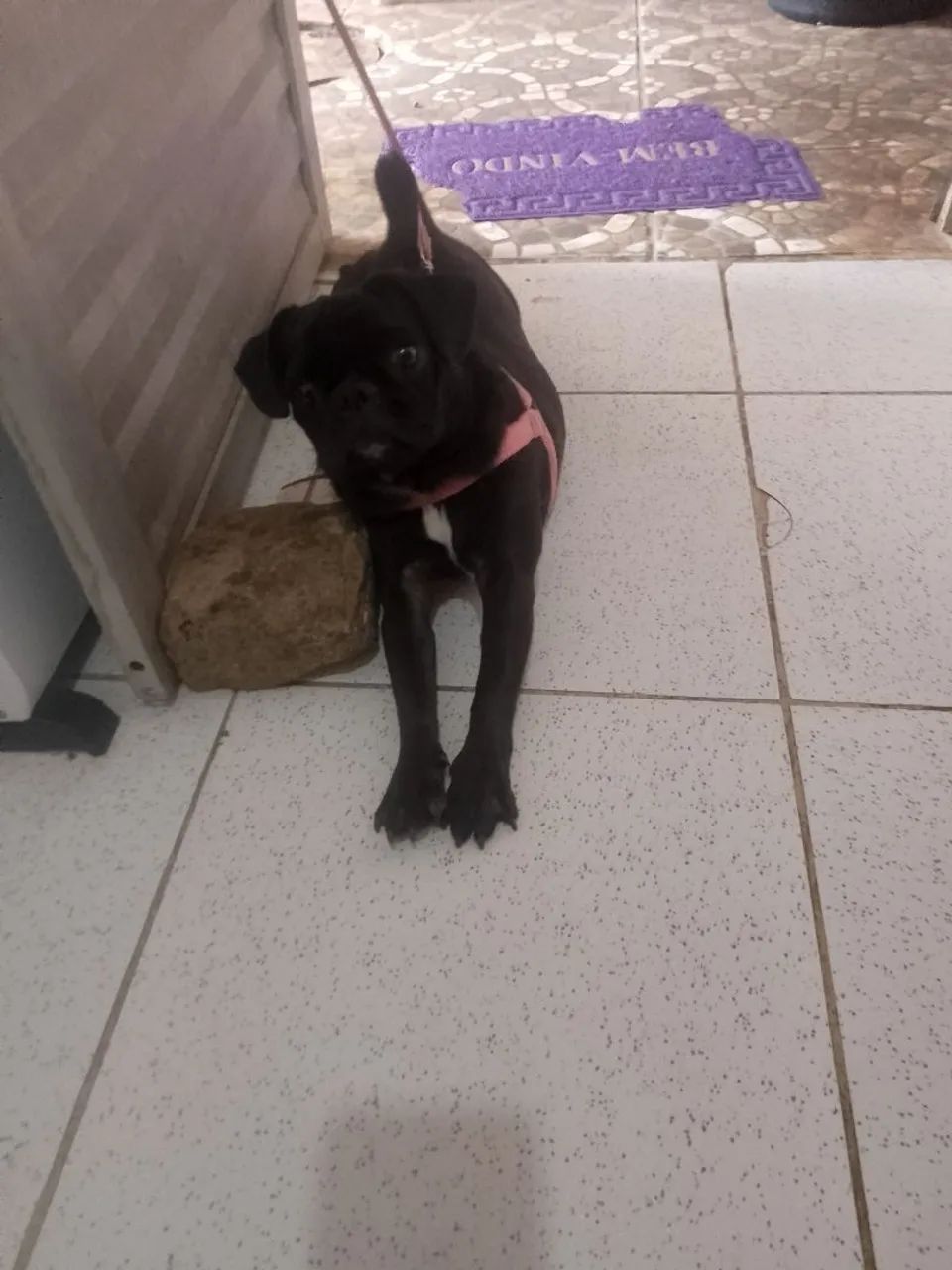 Pug preta linda