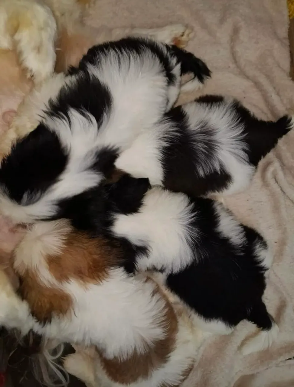 shih tzu