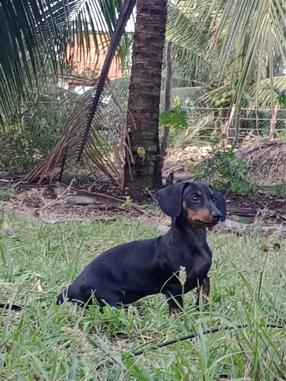 Zoe Dachshund Macho porte P, procura namorada para cruzamento. 