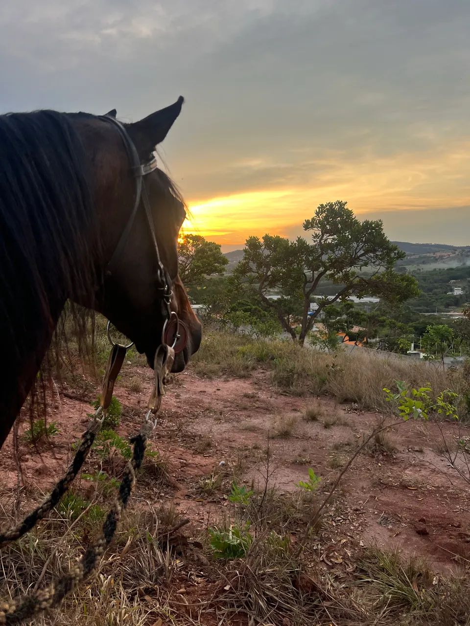 Cavalo registrado, mangalarga marchador - Foto 2