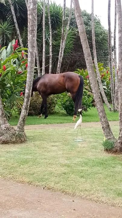 Potranco  Mangalarga com QM - Foto 4
