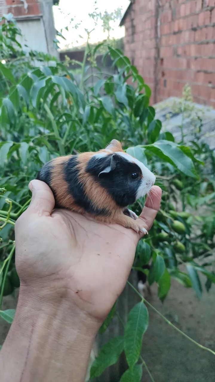 Porquinho da Índia-hamster e coelho