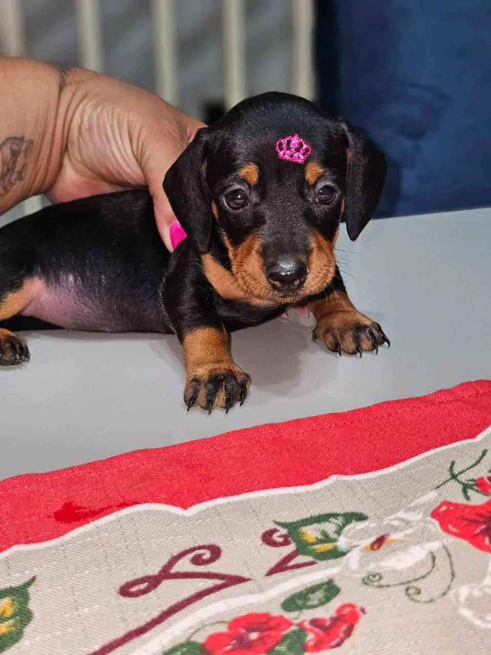 Linda Fêmea de Basset Disponível 