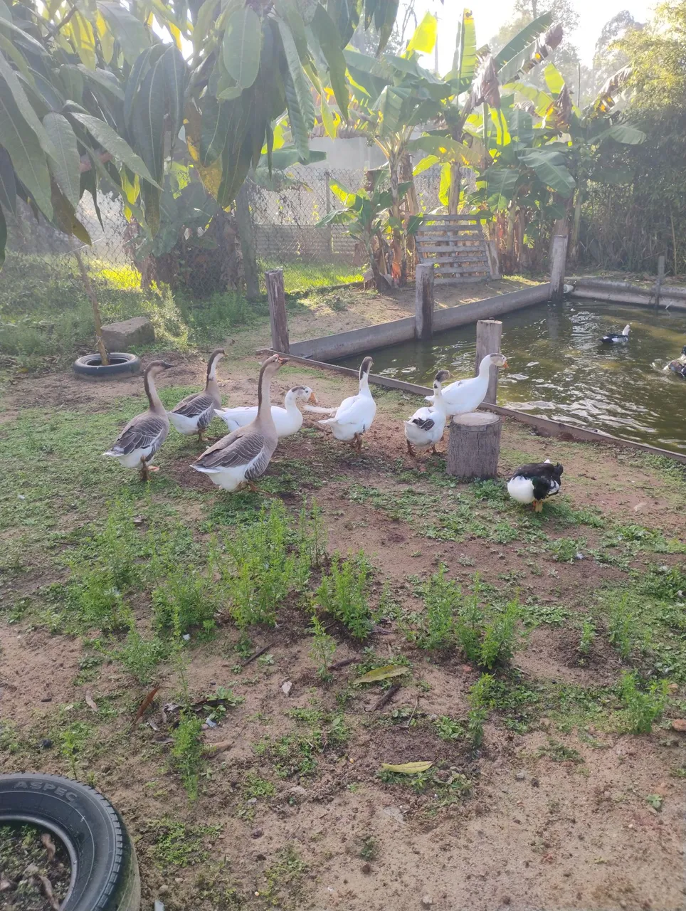 Lindos gansos para criação