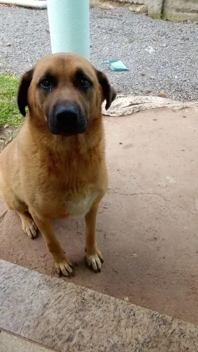 Doação cão pastor alemão  - Foto 2