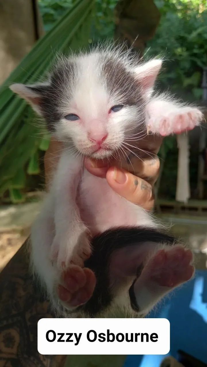 Gatinho Branco e Preto - Adote Já!