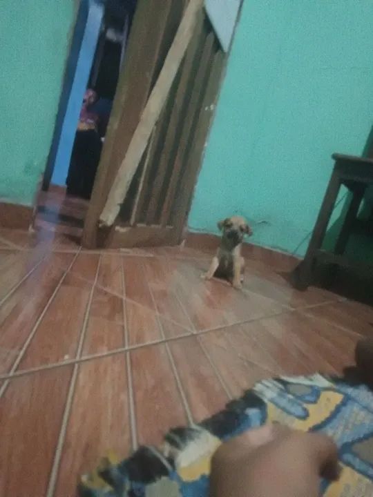 Pinscher fêmea número 1