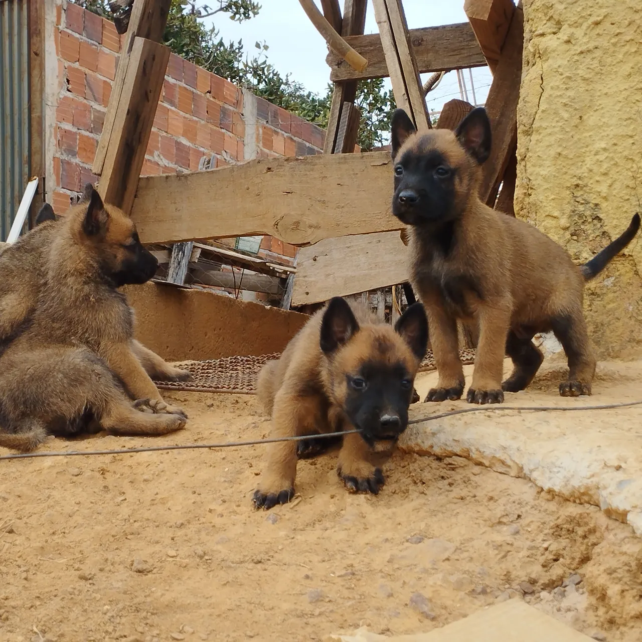Filhotes de Elite Pastor Belga Malinois raça.