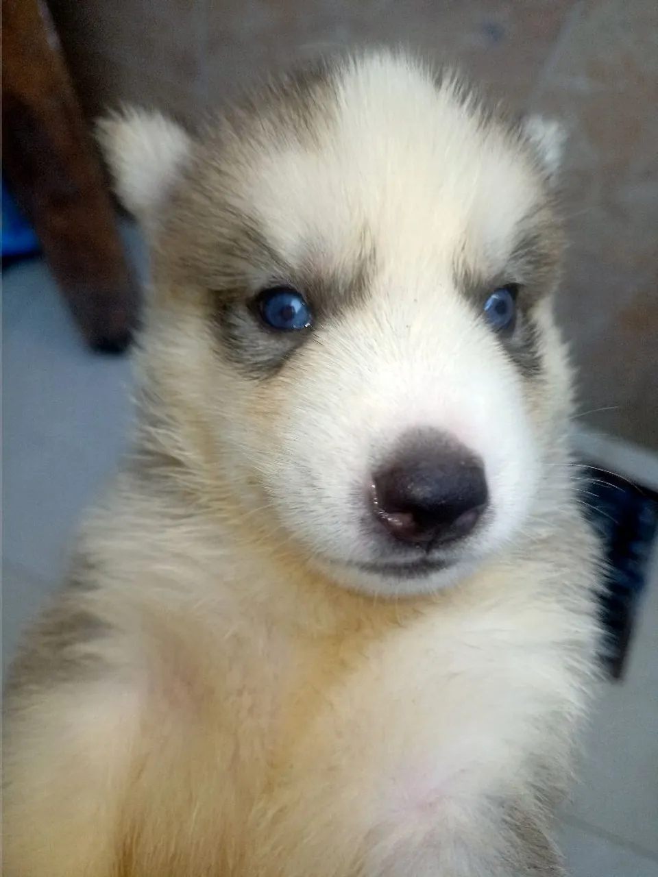 Filhote Husky Siberiano