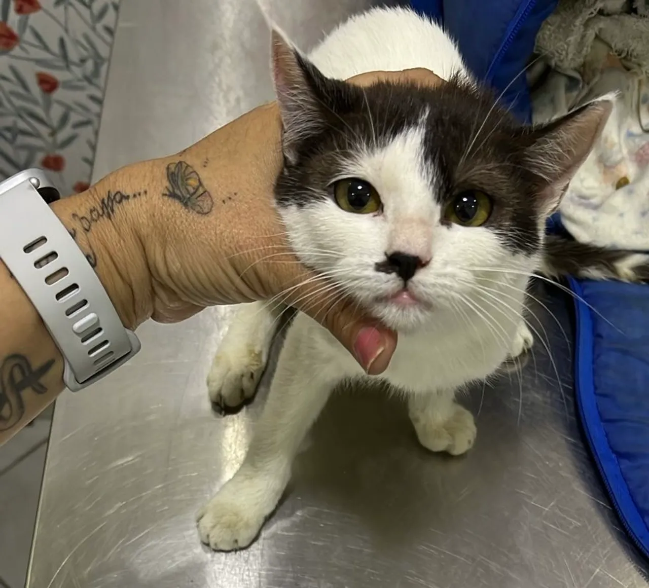 Gatinhos fiv/felv negativos e já castrados para adoção