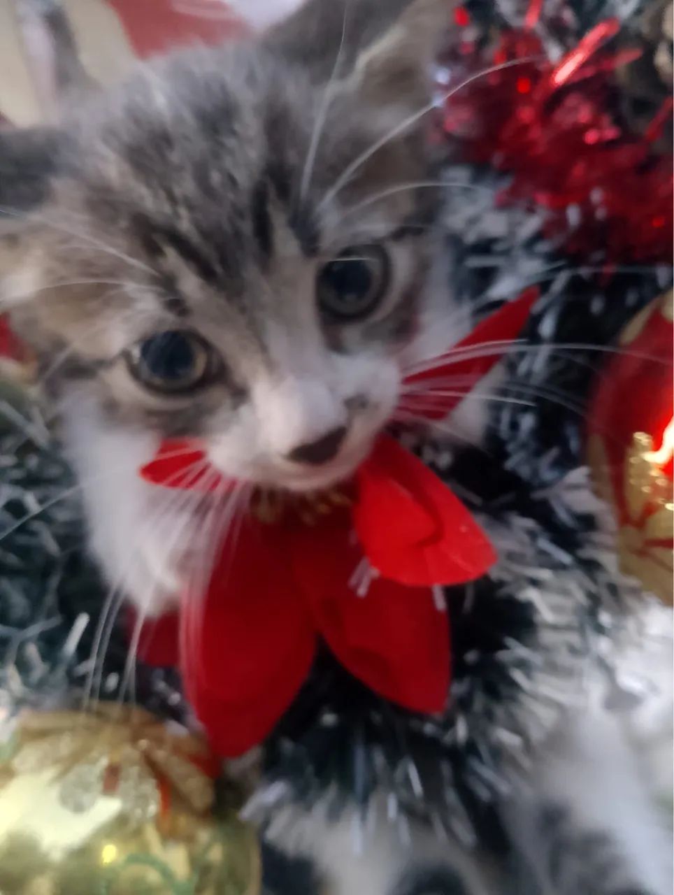 Gatinhos para adoção  - Foto 3