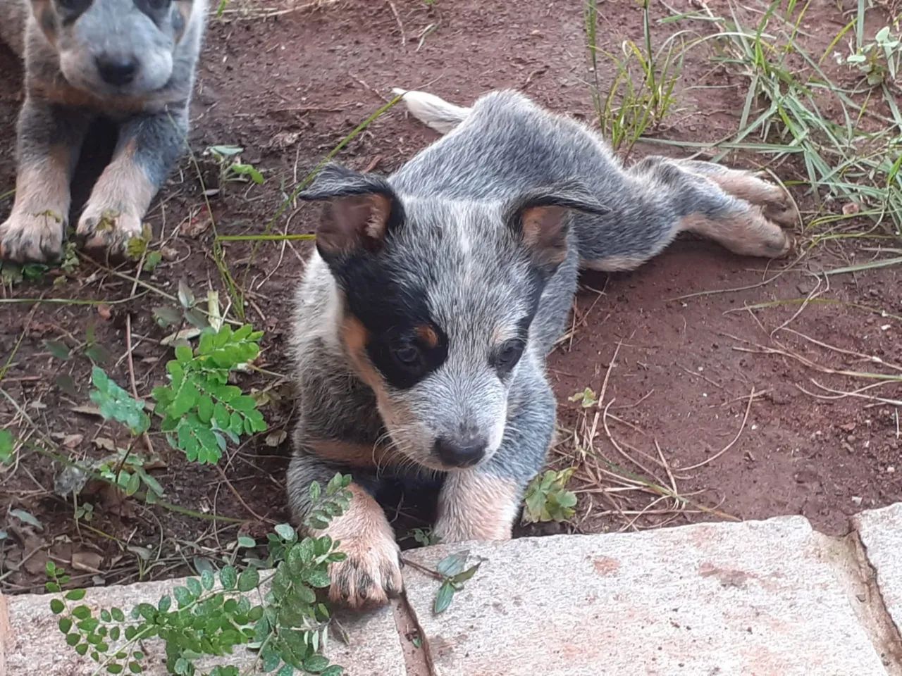 Heeler com Pedigree