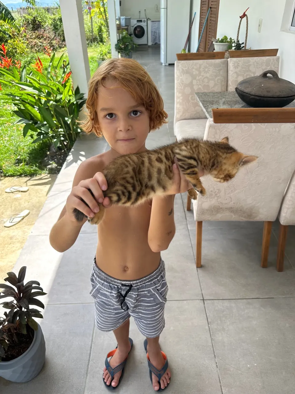 Gato Bengal / Gato de Bengala Mini Leopardo