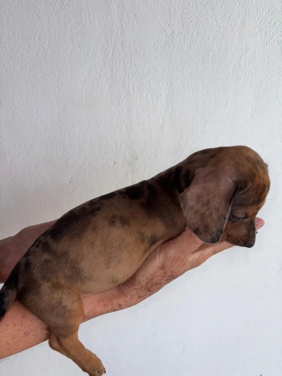 Dachshund Alerquim fêmea  - Foto 2