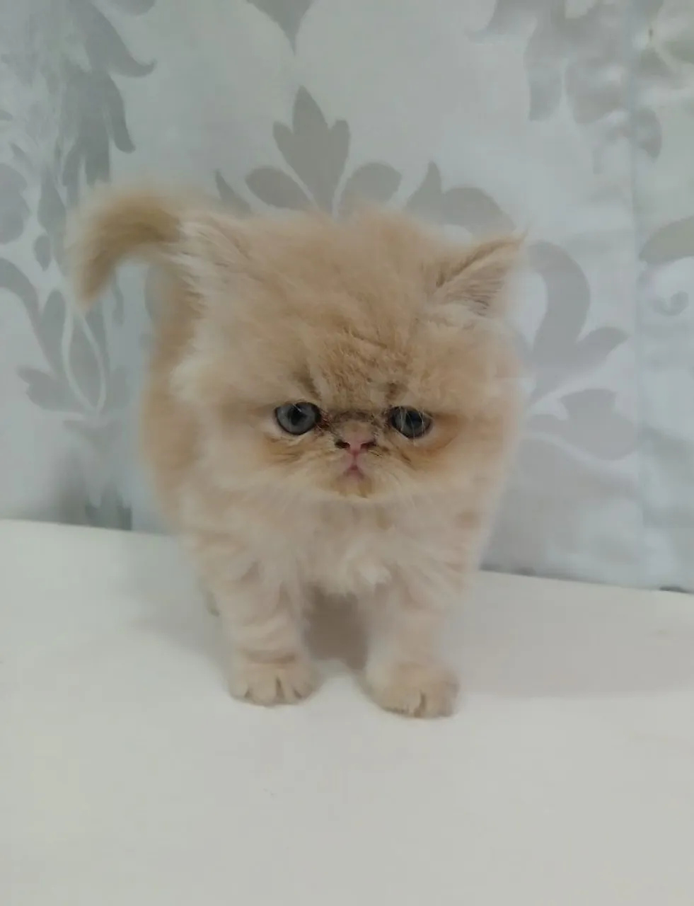 GATA PERSA PADRÃO SHOW