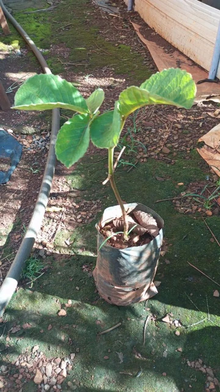 Mudas de pequi - Foto 2