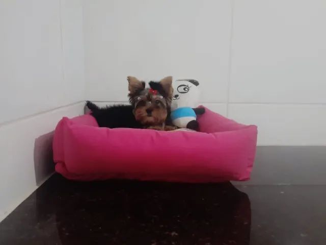 ;] Filhotes de Yorkshure com Vacina Importada ;]
