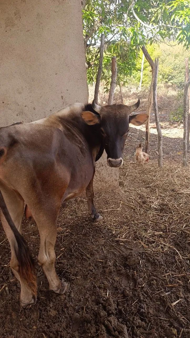 Novlhas e garrote  - Foto 4