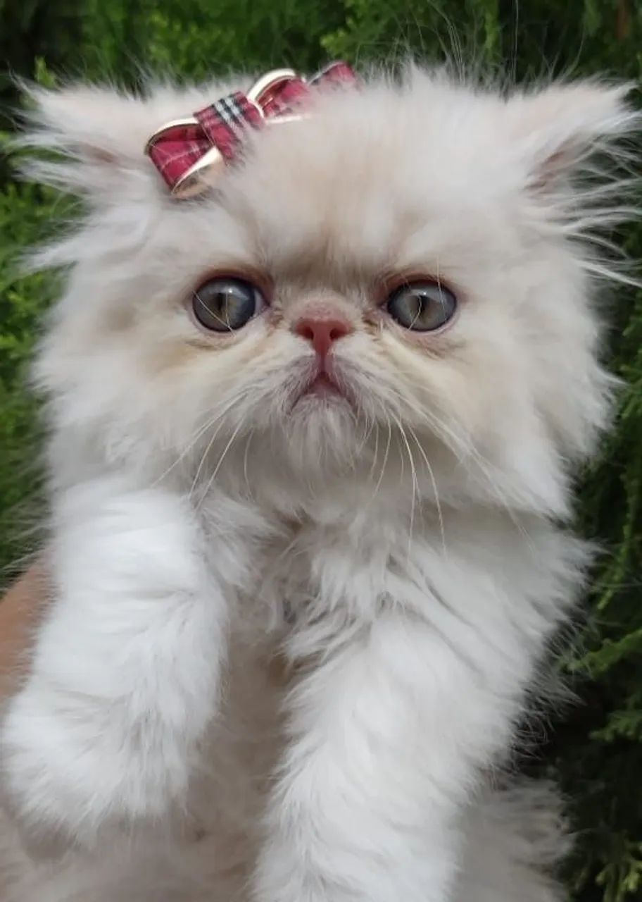 gato persa show - Foto 5