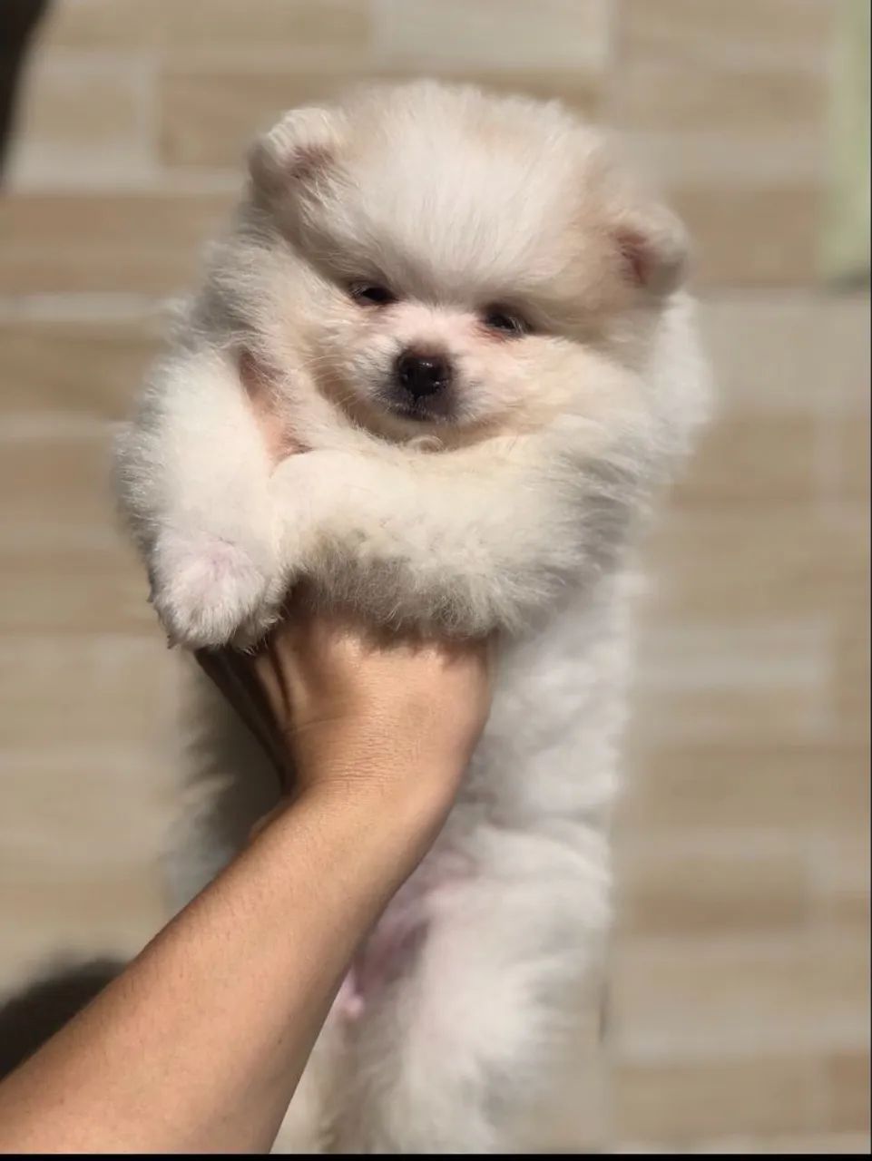 Lulu da Pomerânia 