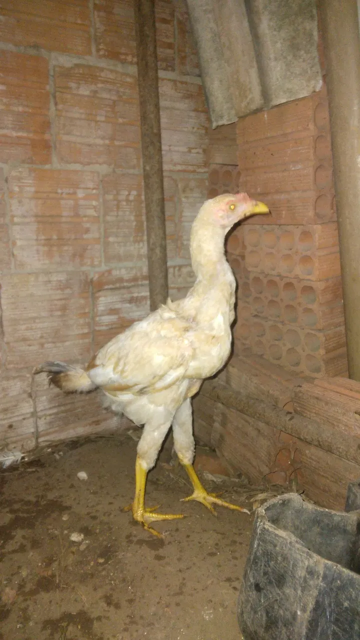 Vendo frangos e frangas preço de R$: 25,00,R$:20,00 