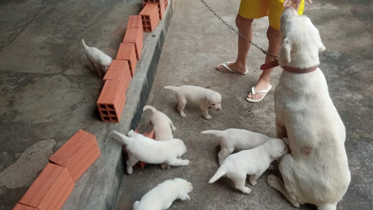 Filhotes de Labrador PURO - Foto 4