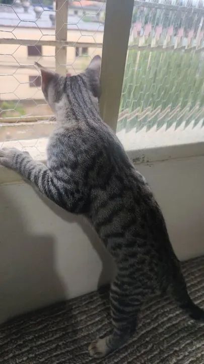 Gato malhado cinza e preto disponível para adoção - Foto 3