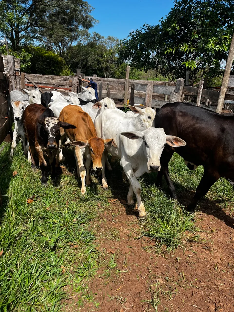 Bezerros para venda - raça pura