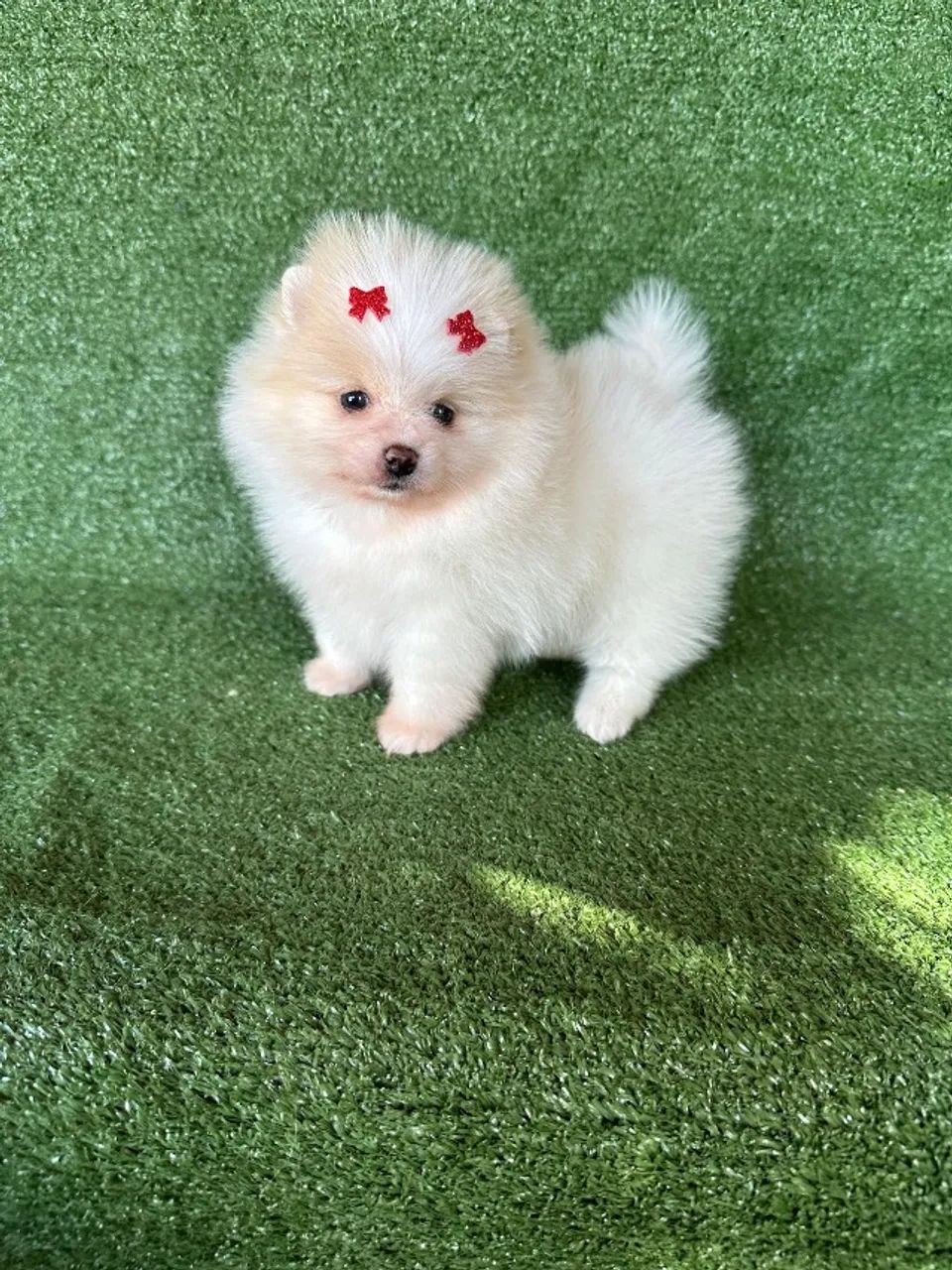 Spitz alemão anão  - Foto 3