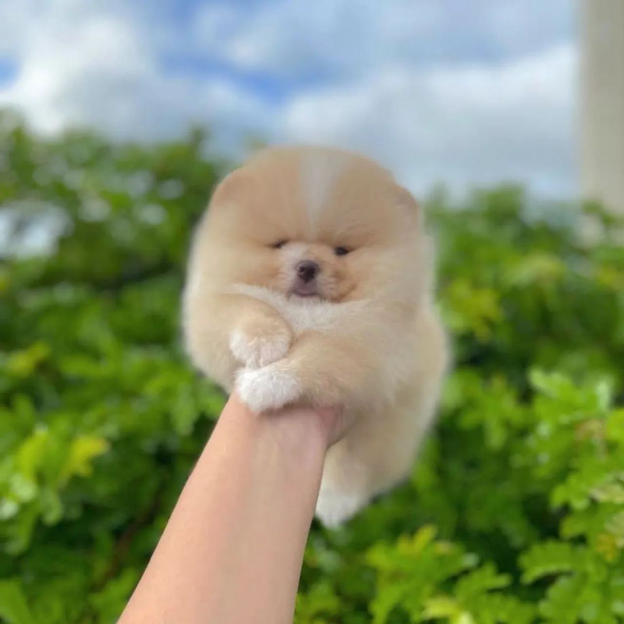 Lulu da Pomerânia Ursinhos Pedigree CBKC  - Foto 2