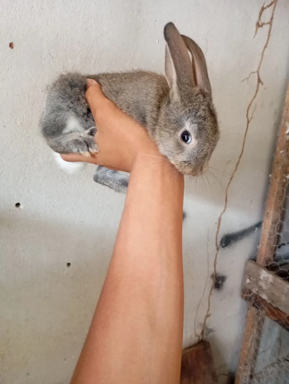 Coelhos para vender