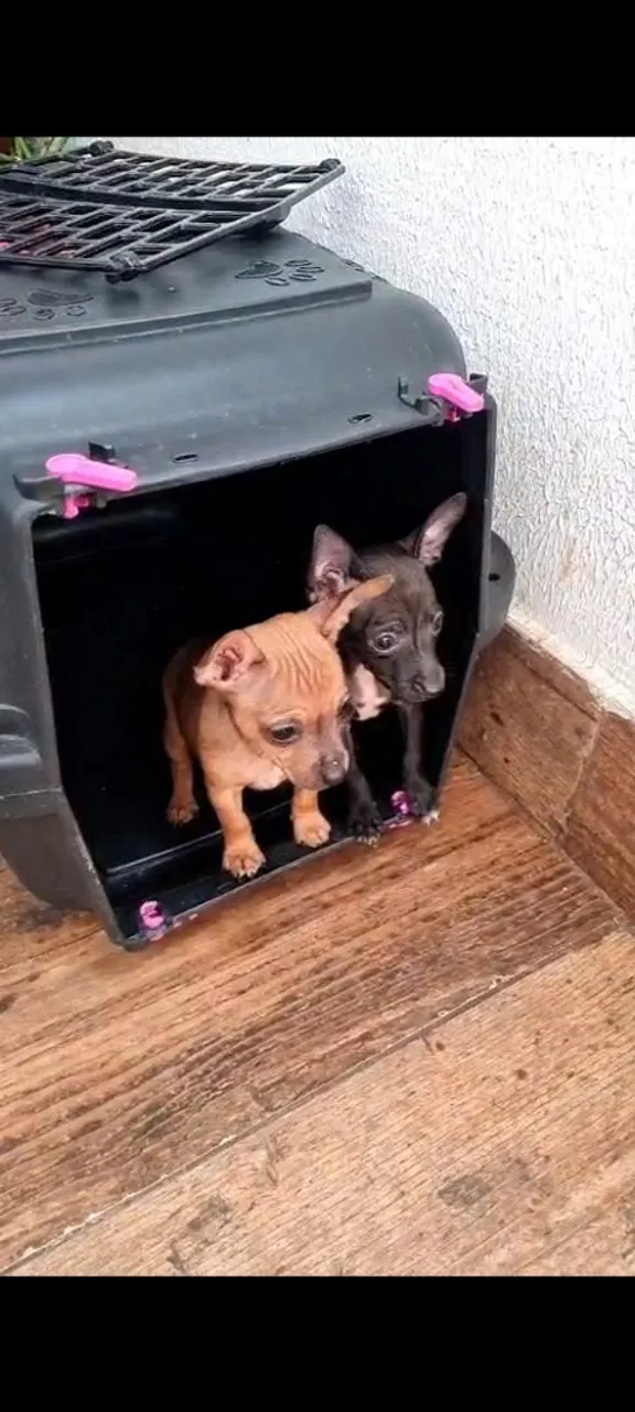 Filhotes de Chihuahua fofinhos à venda!