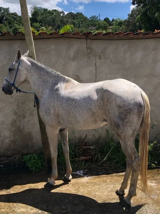 Égua mangalarga  - Foto 3