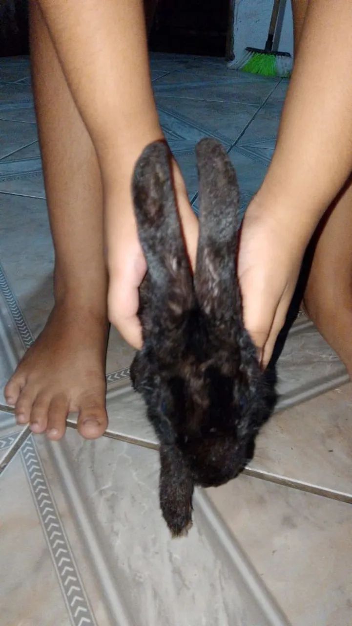 Coelho preto fofinho para adoção - Foto 3