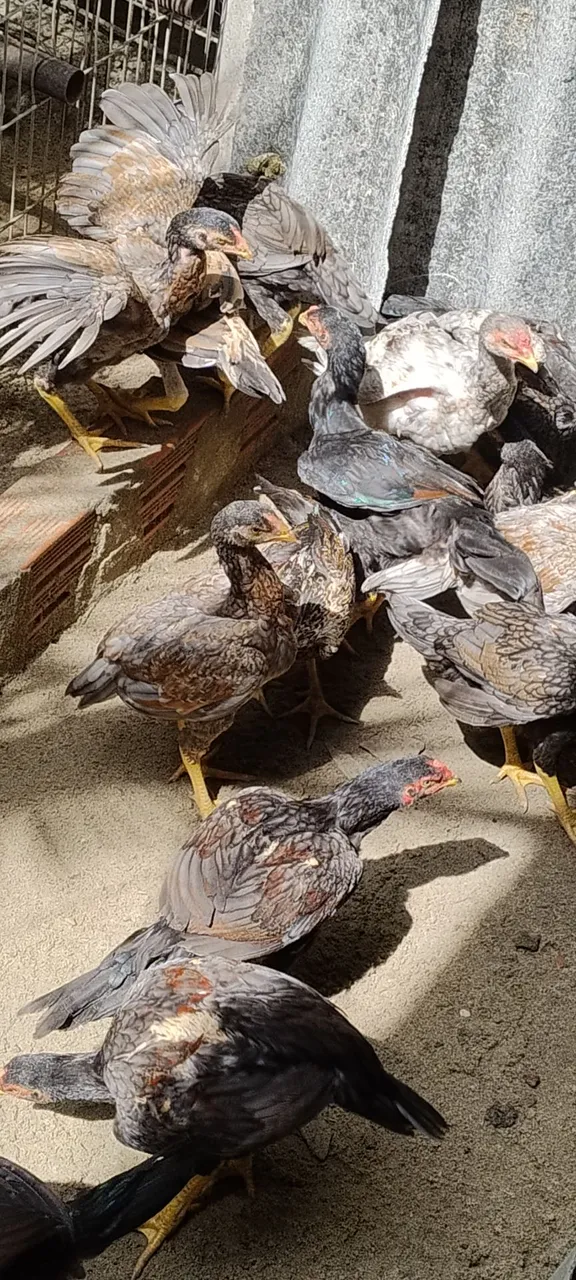Vendo um lote com 9 pintinhas fêmea Mura com 60 dias valor r$300 unitário r$50