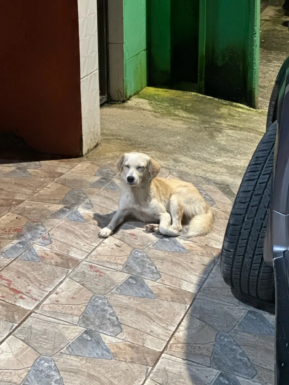 Cadela linda para doação
