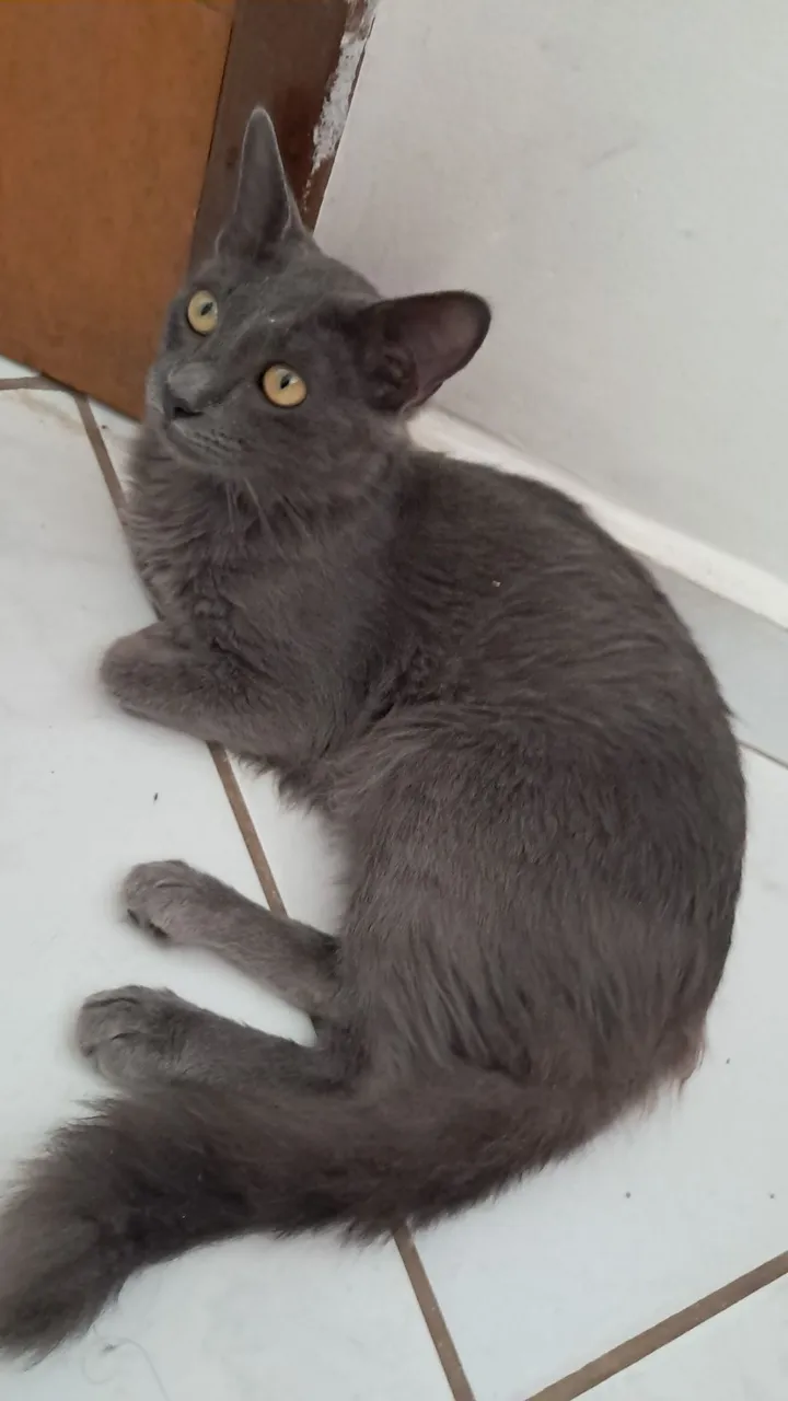 Gatinho Cinza para Adoção - Olhos Amarelos