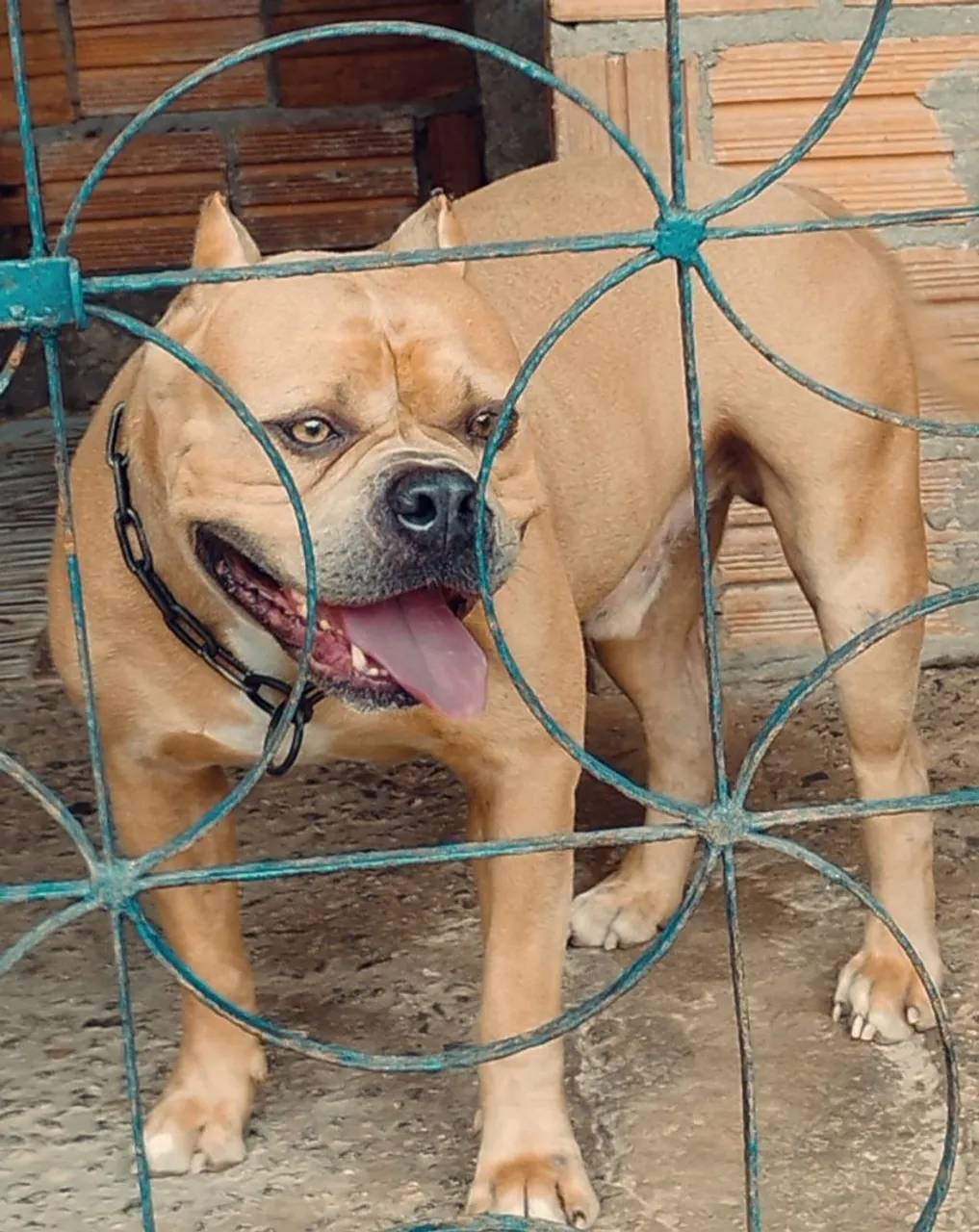 American Bully disponível pra cobertura