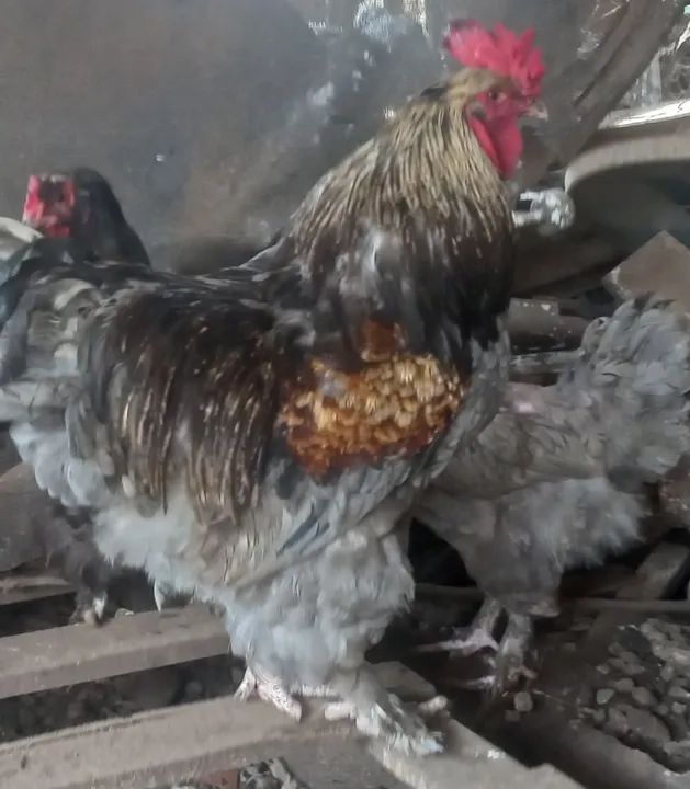 Casal De Galinha Bhama Americana ADULTA